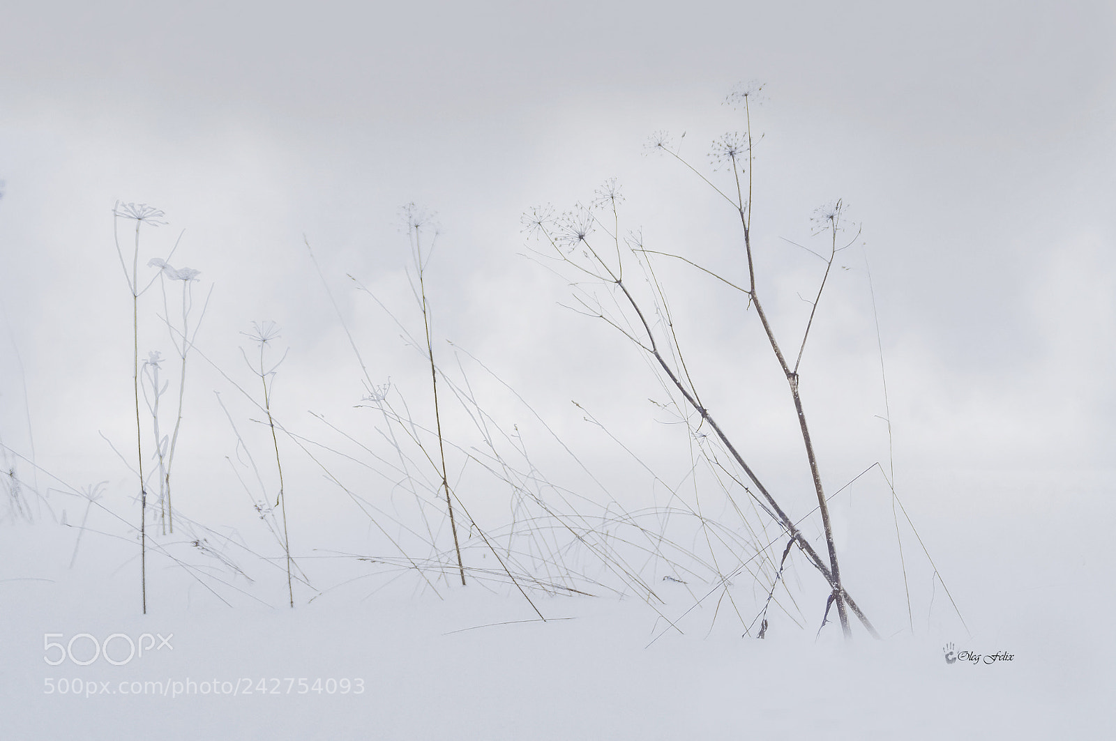 Sony SLT-A37 sample photo. А snowstorm is coming ... photography