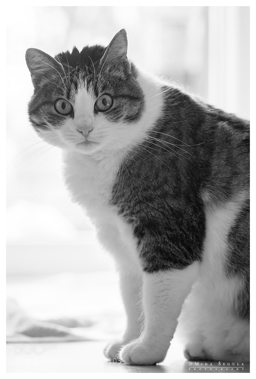 Nikon D7100 sample photo. (645) photography
