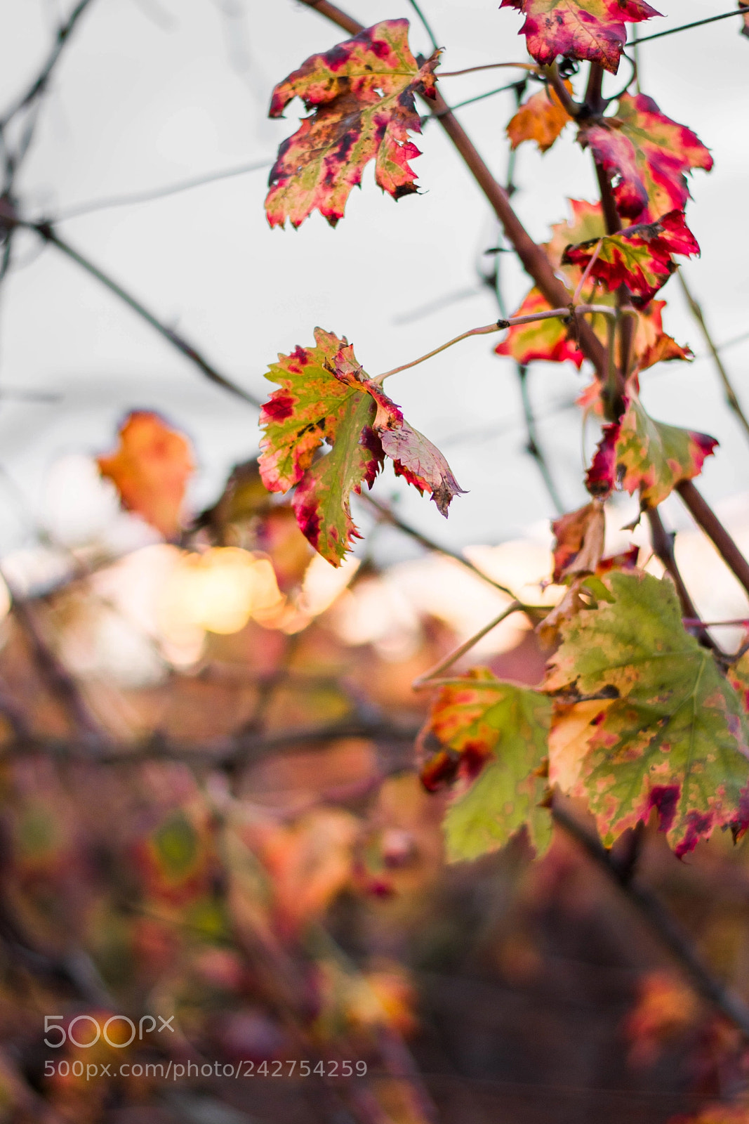 Nikon D7100 sample photo. Leaves photography