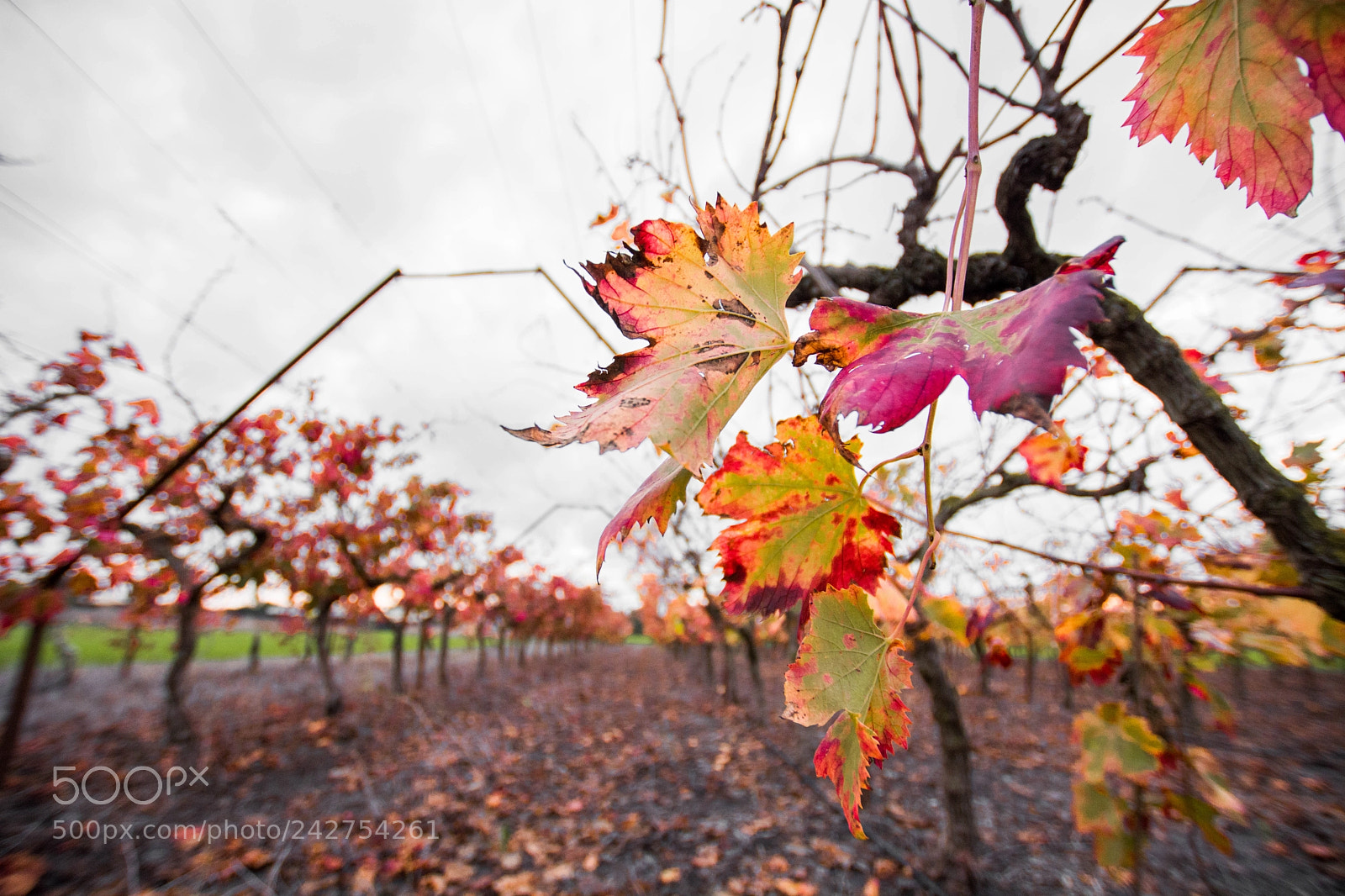Nikon D7100 sample photo. Leaves in field photography