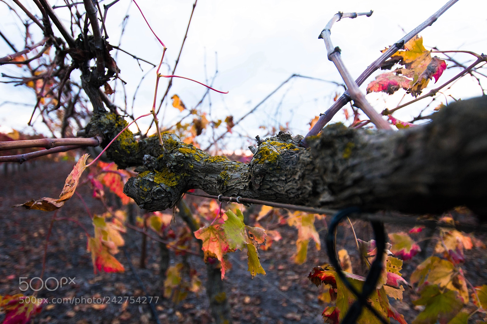 Nikon D7100 sample photo. Leaves trunk photography