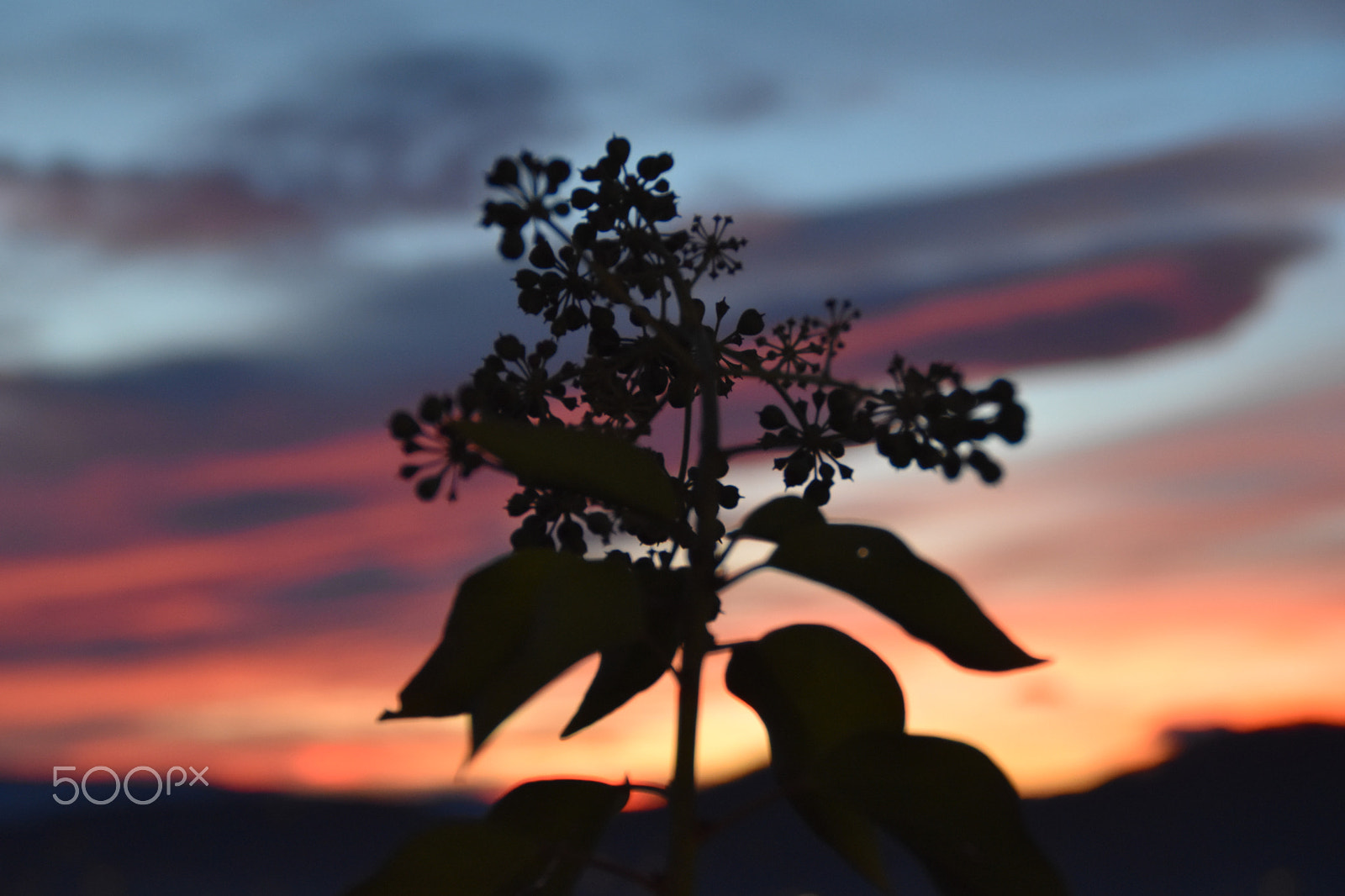 Nikon D5500 sample photo. Sunset photography