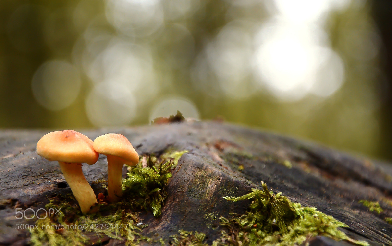 Nikon D7100 sample photo. Duo de champignons photography