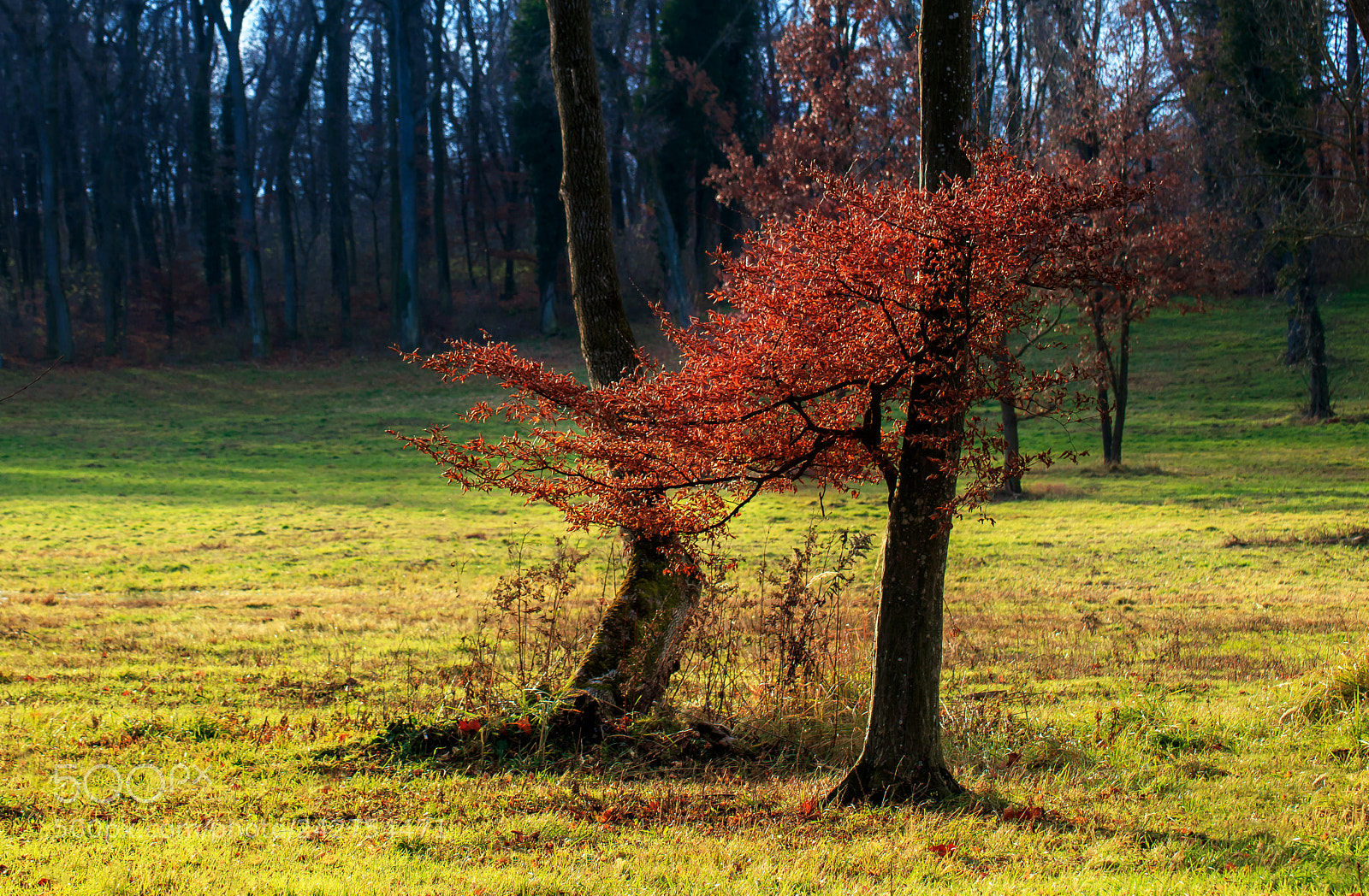 Canon EOS 750D (EOS Rebel T6i / EOS Kiss X8i) sample photo. Bonsai by chance photography