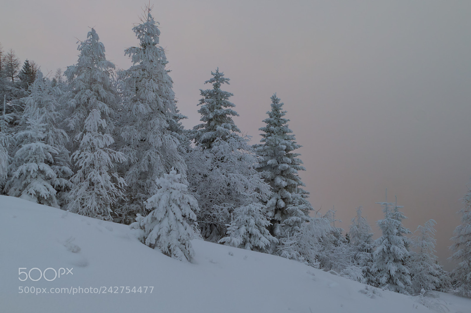 Panasonic Lumix DMC-FZ1000 sample photo. Winterwunderwald photography