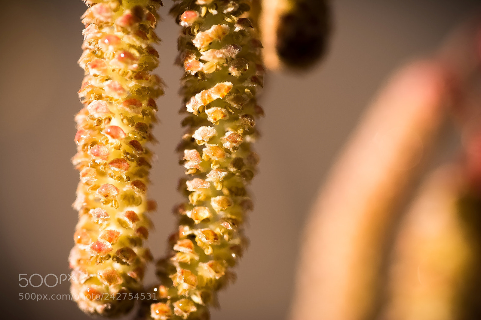 Nikon D7100 sample photo. Fleur mâle corylus photography