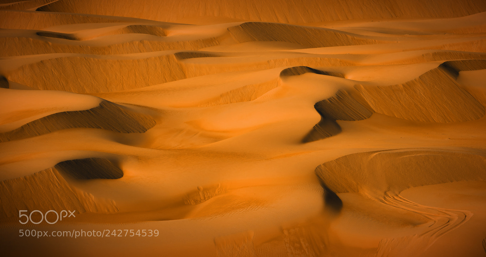 Nikon D850 sample photo. Desert expressions photography