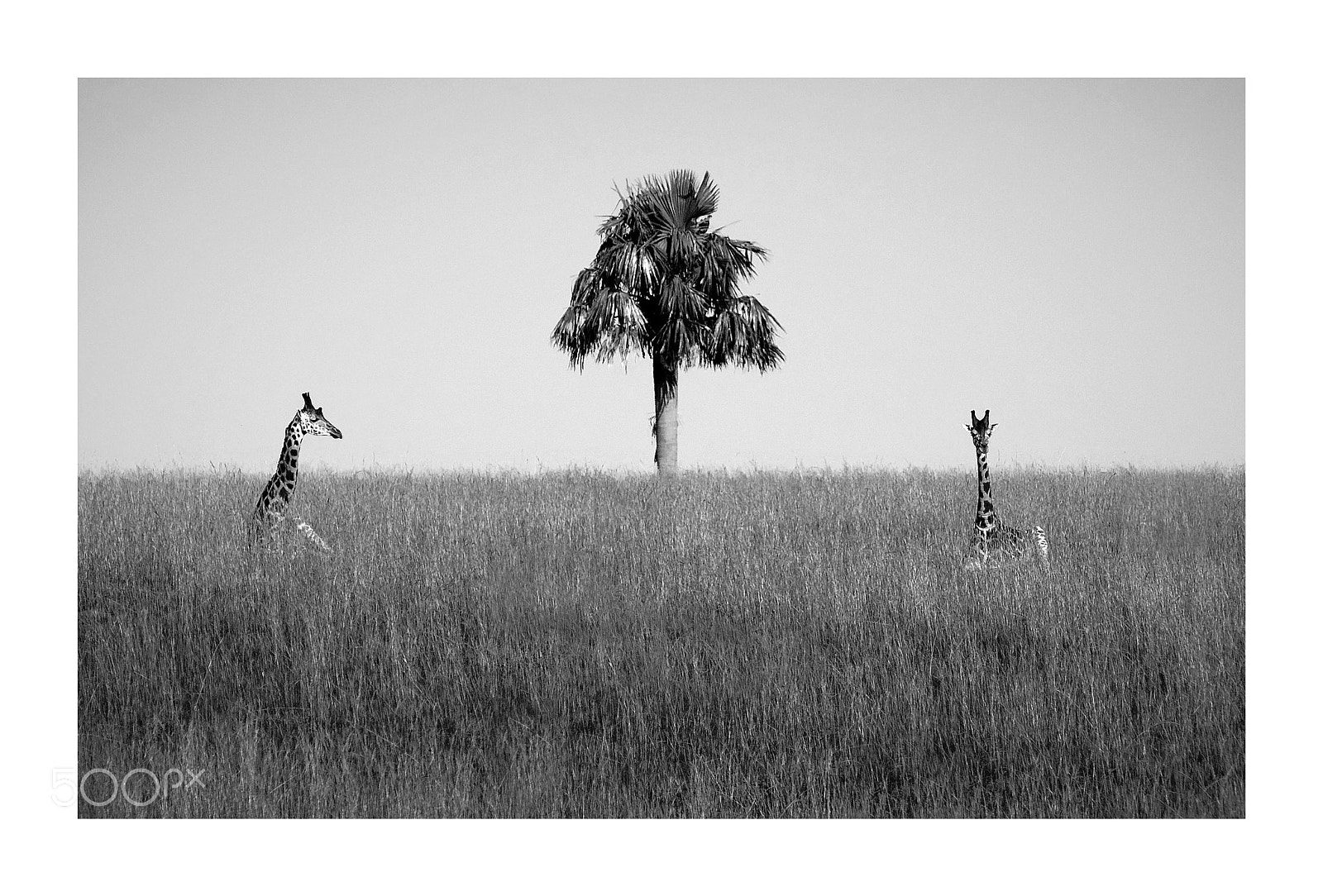 Nikon D800 sample photo. The giraffes and the photography