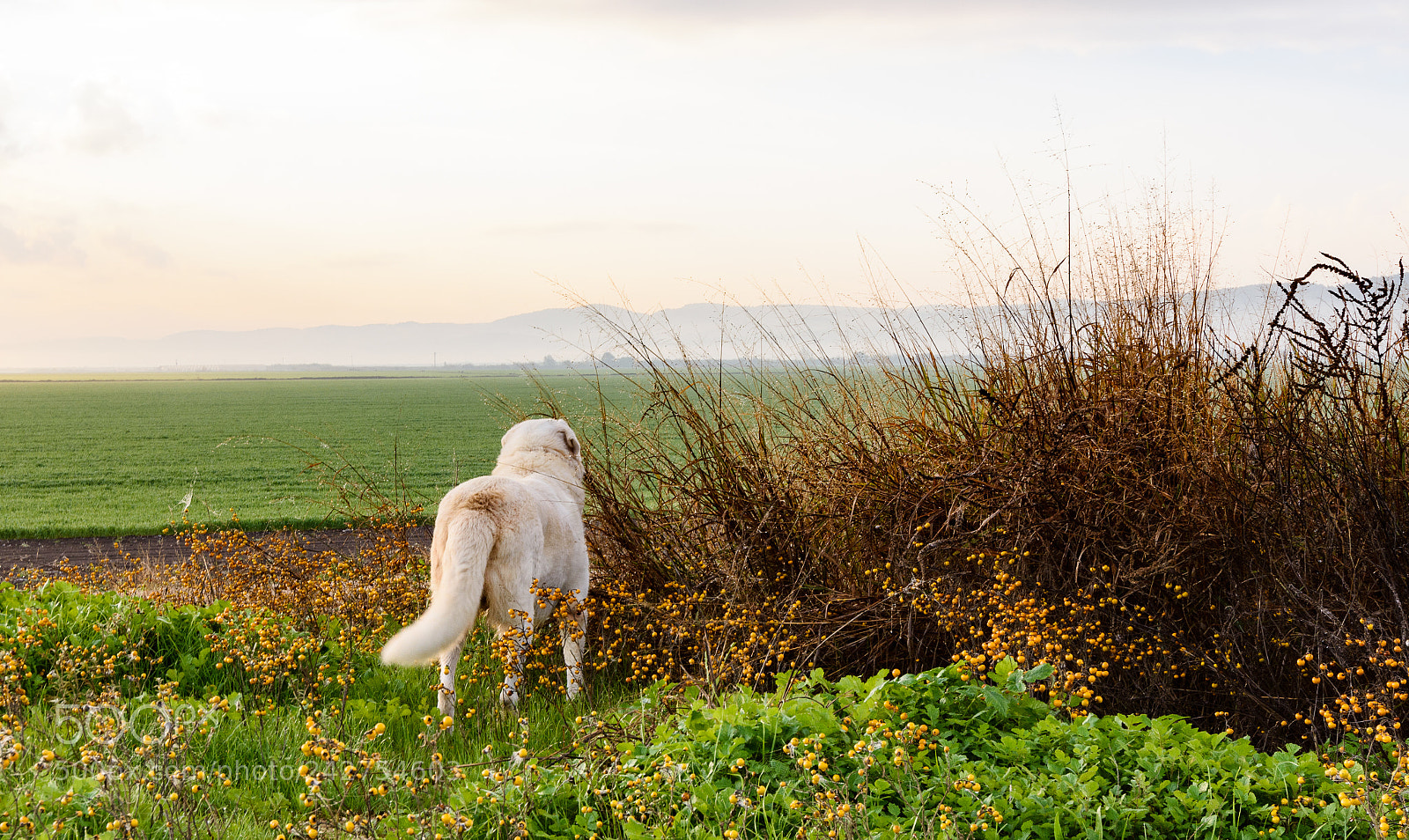Nikon D7200 sample photo. Big white dog looking photography