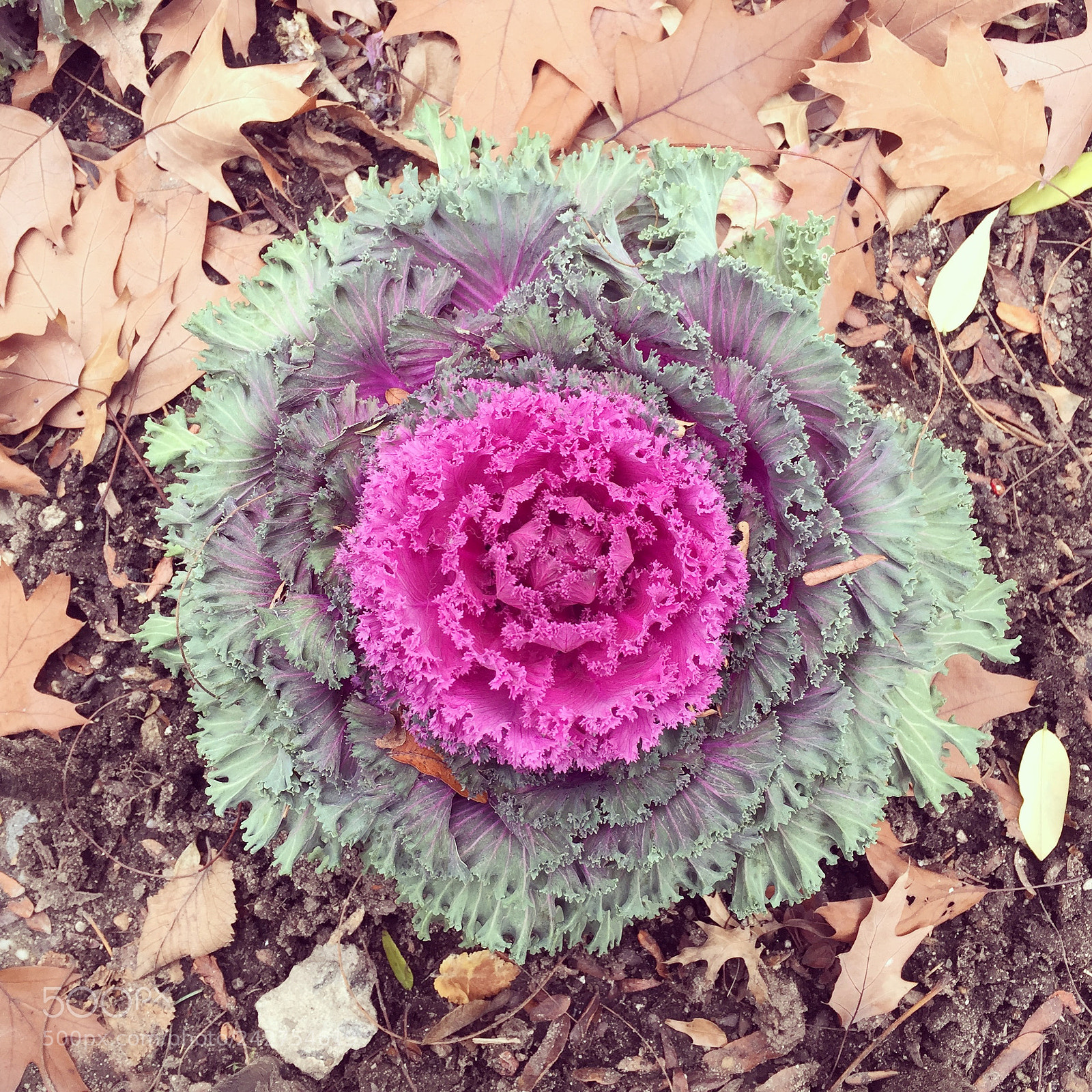 Apple iPhone 6 Plus sample photo. Winter blossoms of new photography