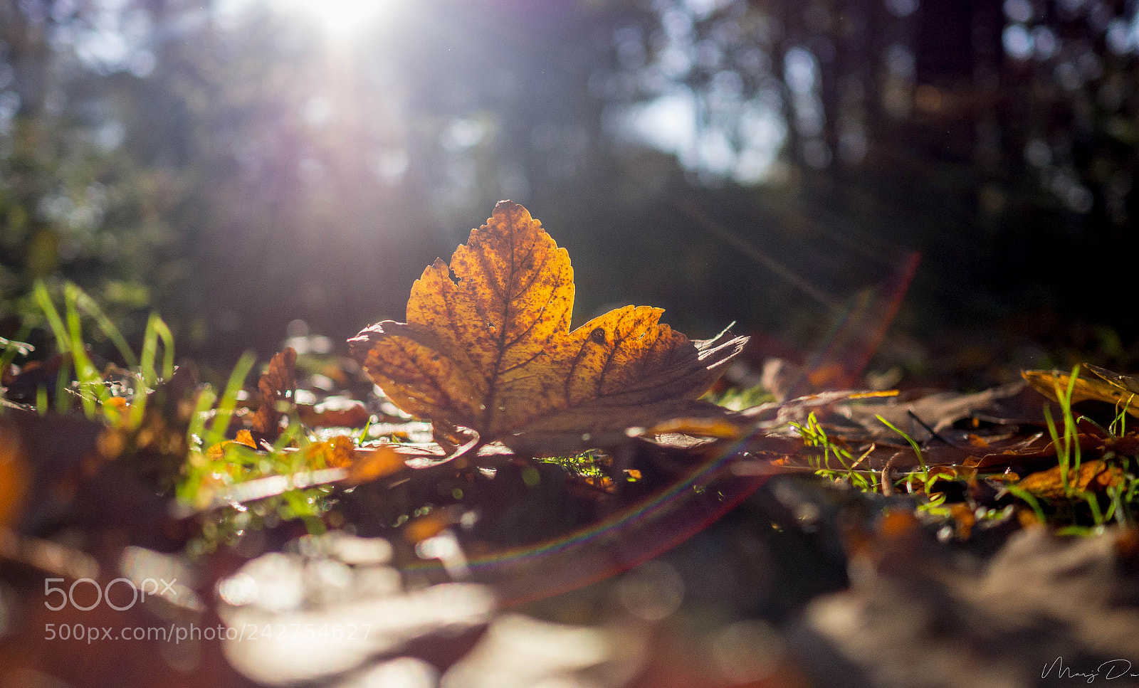 Olympus OM-D E-M10 II sample photo. ... photography