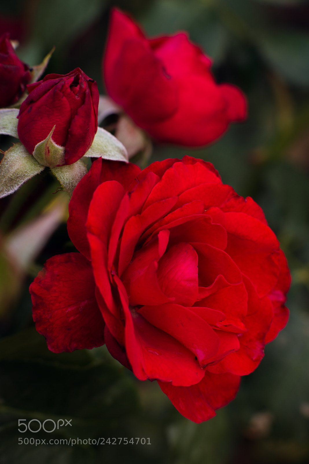 Nikon D610 sample photo. Roses blooming photography