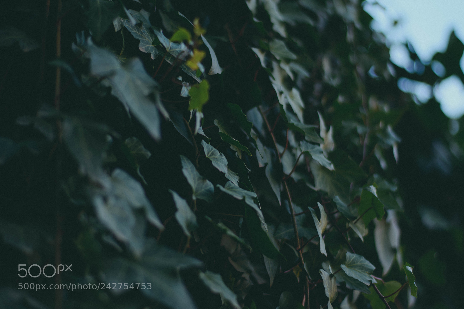 Nikon D3400 sample photo. Green space photography