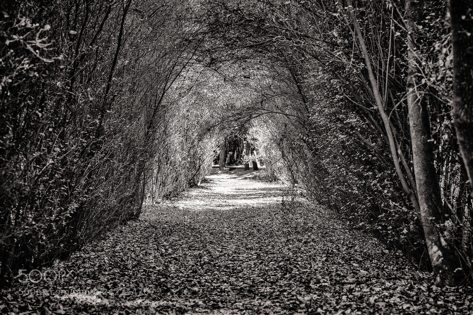 Nikon D850 sample photo. Autumn carpet. photography