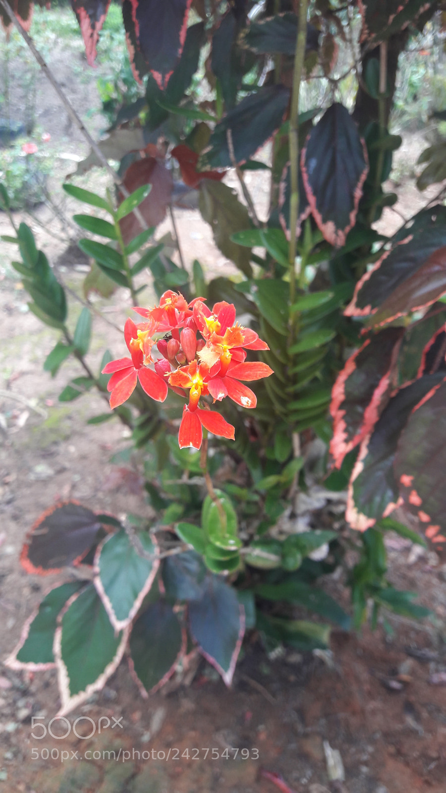 Samsung Galaxy S7 Edge sample photo. Untitled photography