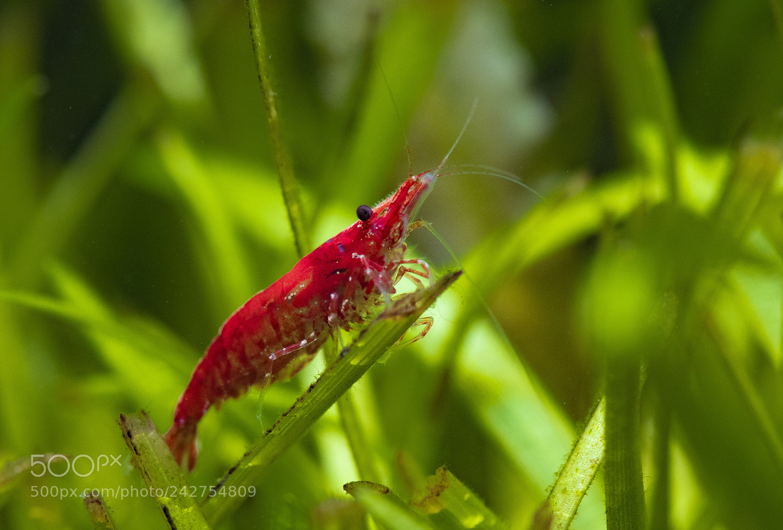 Nikon D500 sample photo. The red knight photography