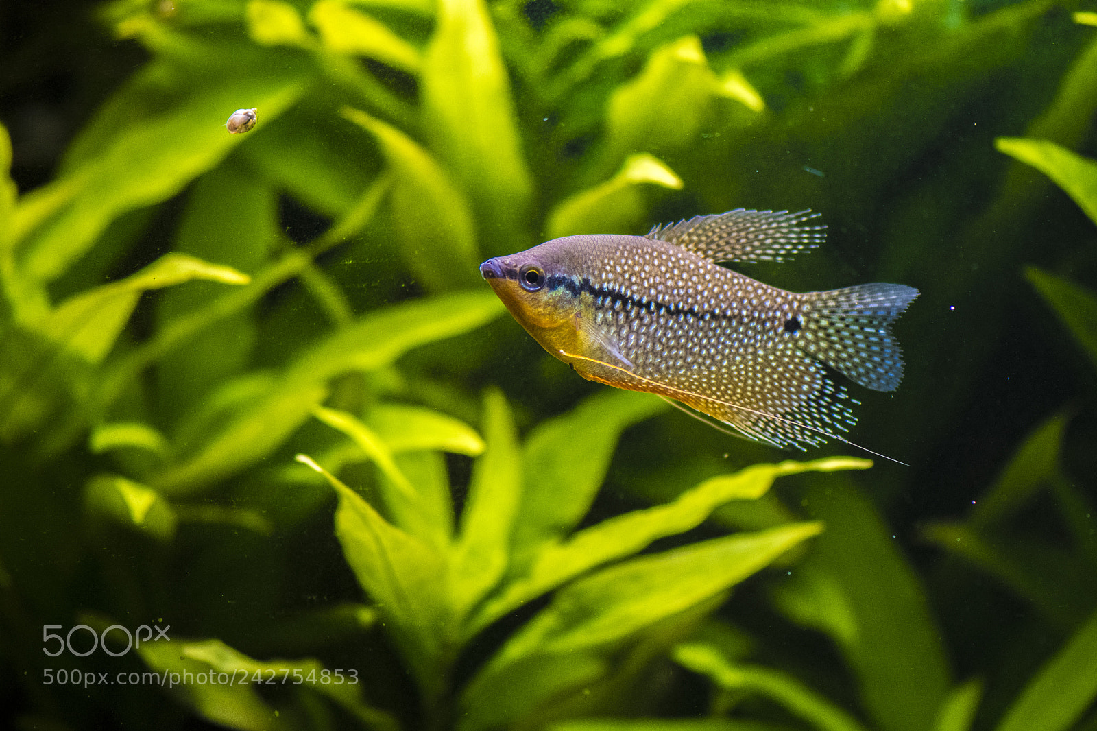 Nikon D500 sample photo. Gourami photography