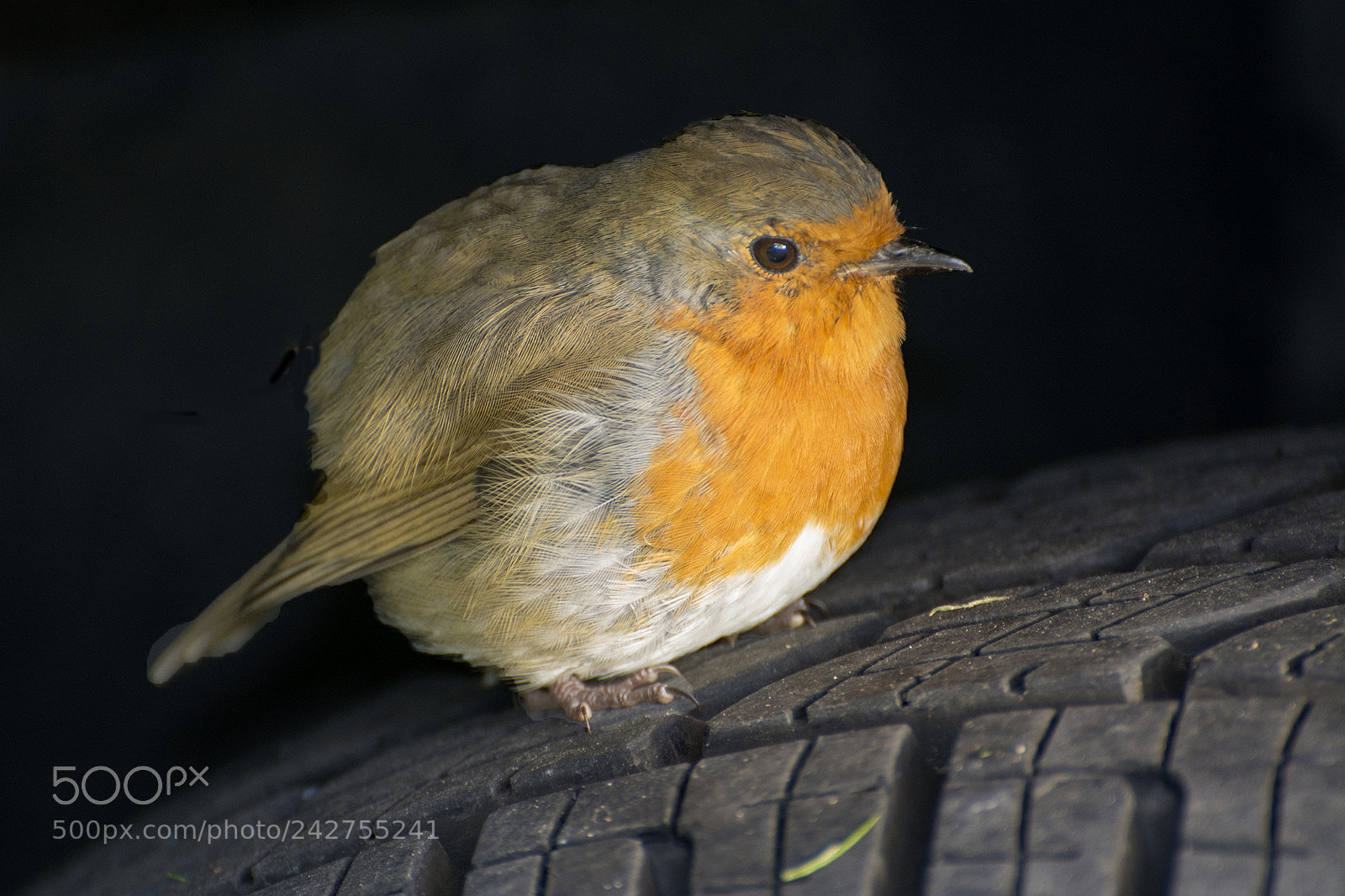 Nikon D7100 sample photo. Robin photography