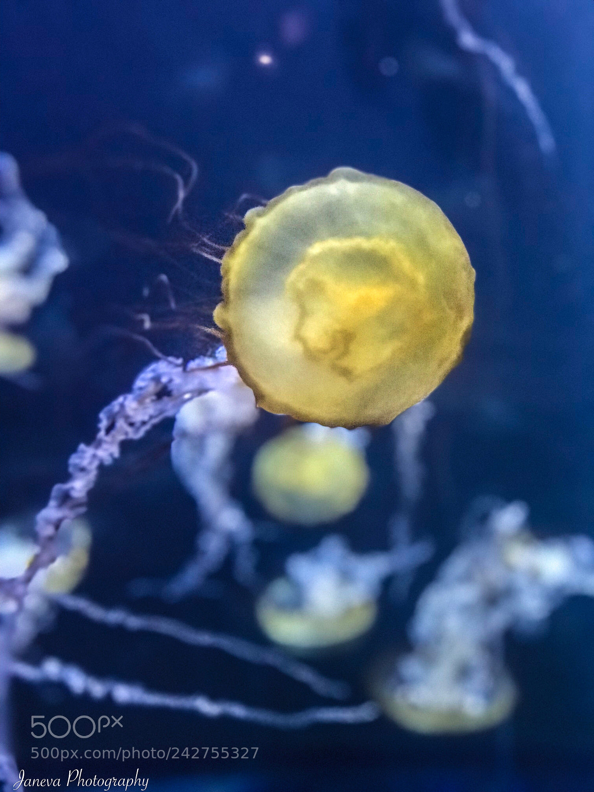 Apple iPhone 7 Plus sample photo. Jellyfish at the adventure photography