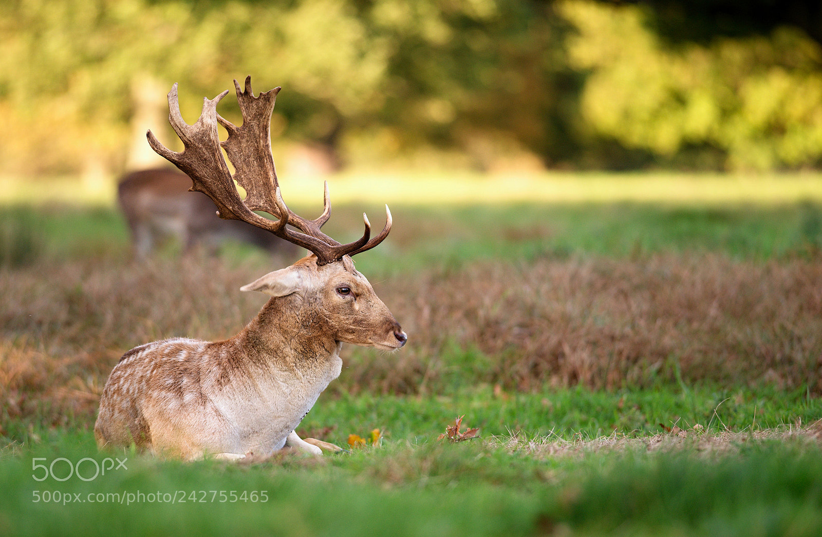 Nikon D610 sample photo. Fallow deer photography