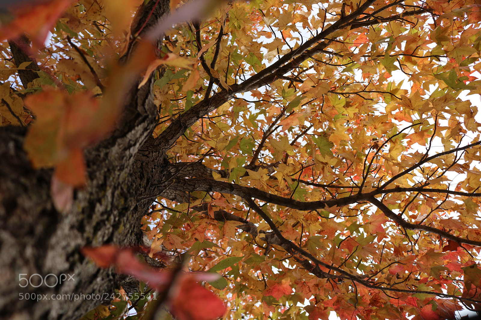 Canon EOS 750D (EOS Rebel T6i / EOS Kiss X8i) sample photo. Untitled photography