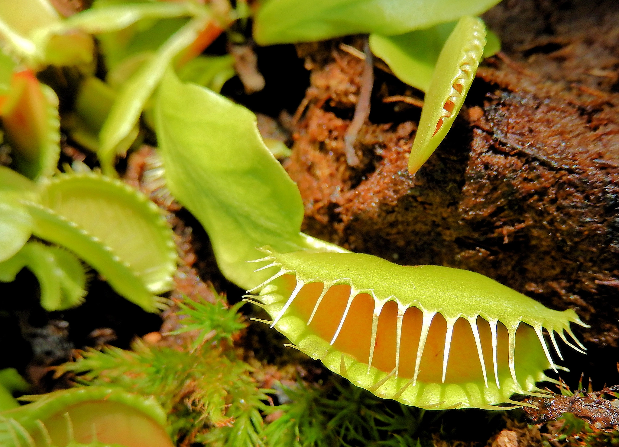 Nikon Coolpix S9500 sample photo. Venus flytrap photography