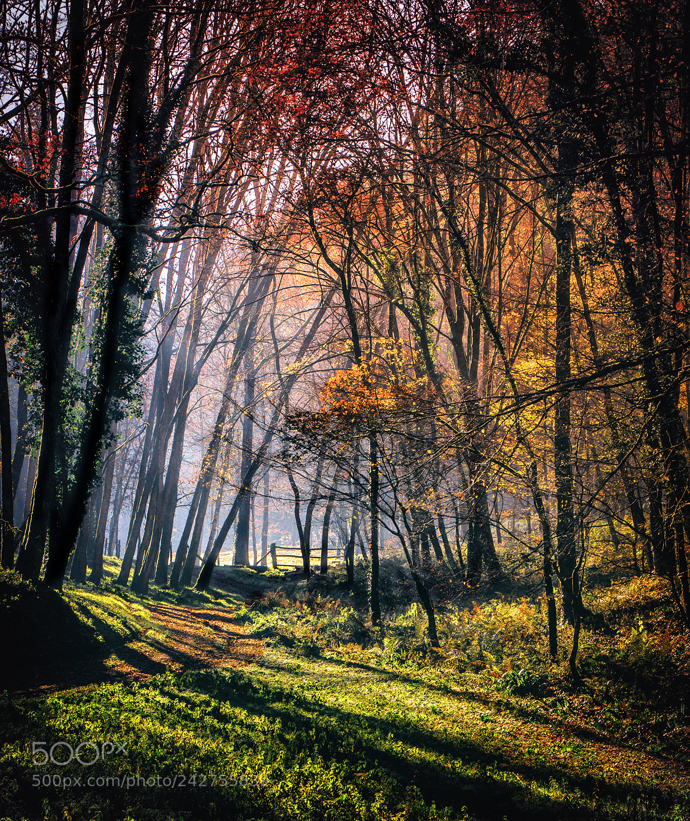 Canon EOS 60D sample photo. Brume matinale photography