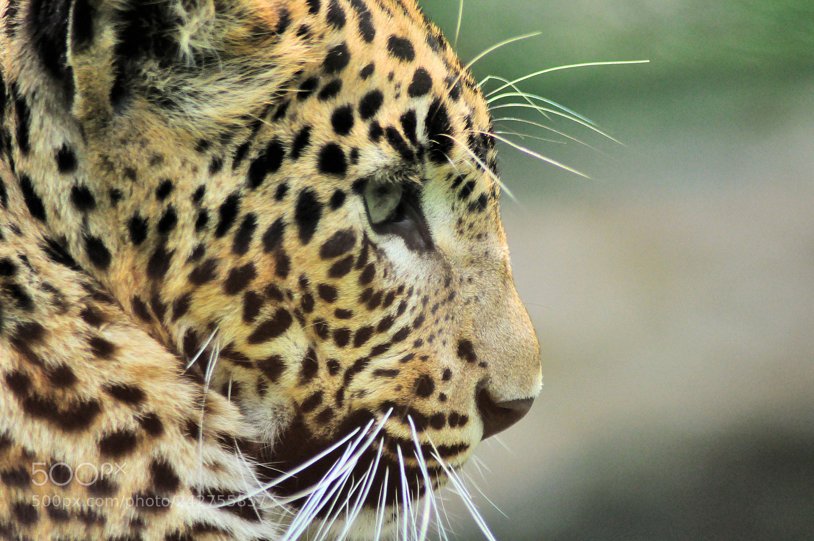 Nikon D5000 sample photo. Leopard photography