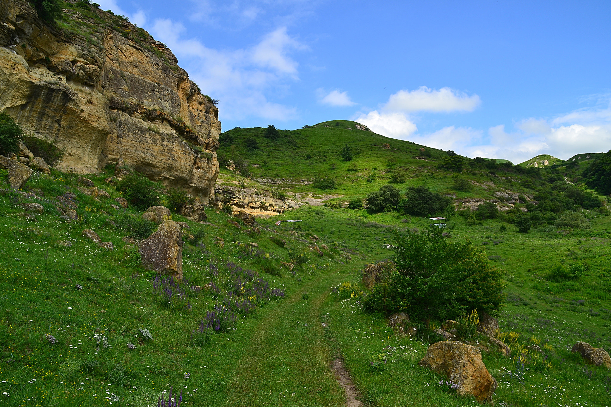 Nikon D3100 sample photo. Rocky blooming pastures photography