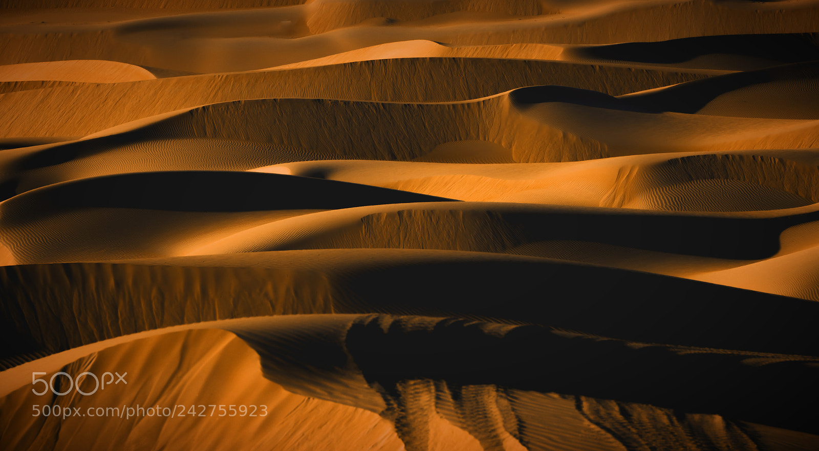 Nikon D850 sample photo. Desert expressions photography