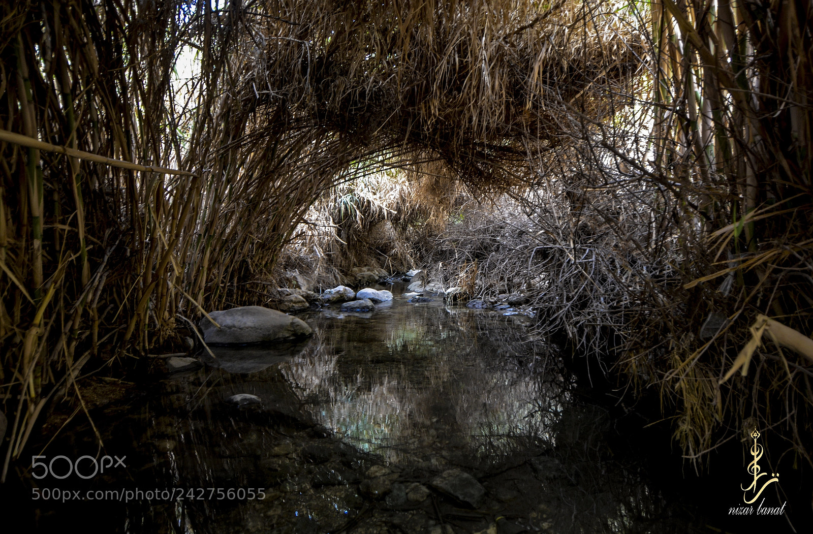 Nikon D7100 sample photo. Nature and circles photography
