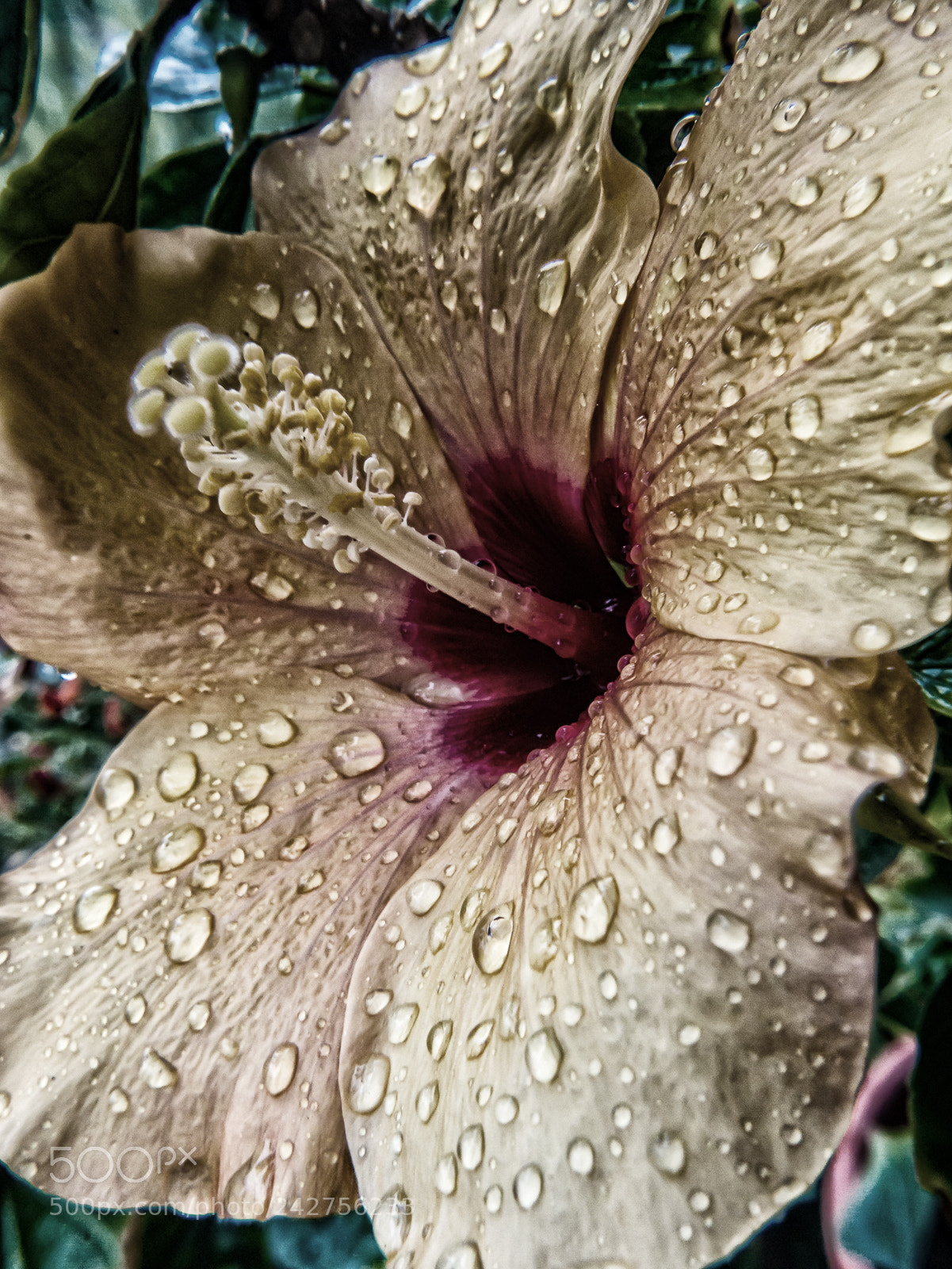 Panasonic Lumix DMC-G7 sample photo. After the rain! photography