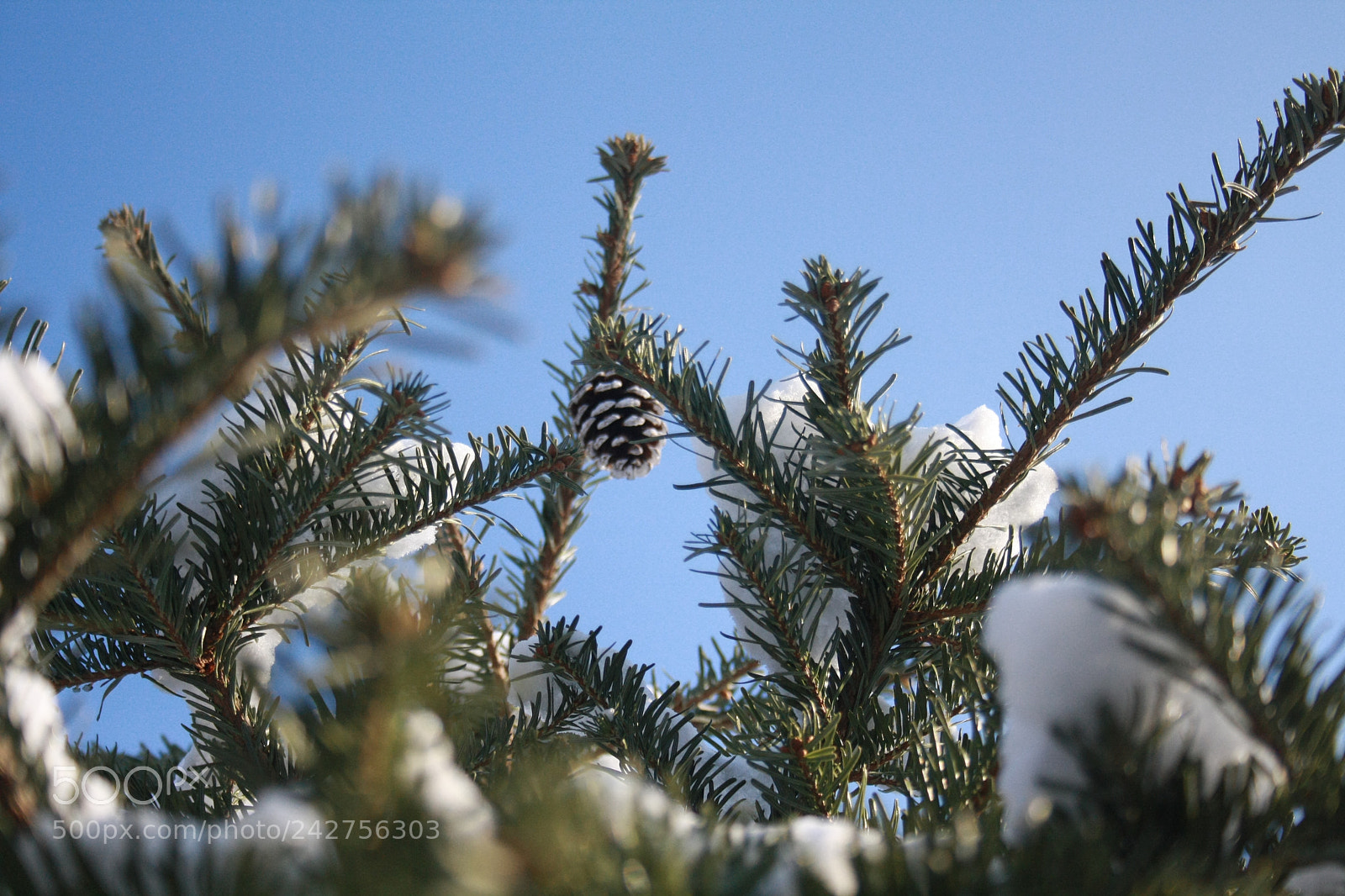 Canon EF-S 18-55mm F3.5-5.6 II sample photo. Img photography