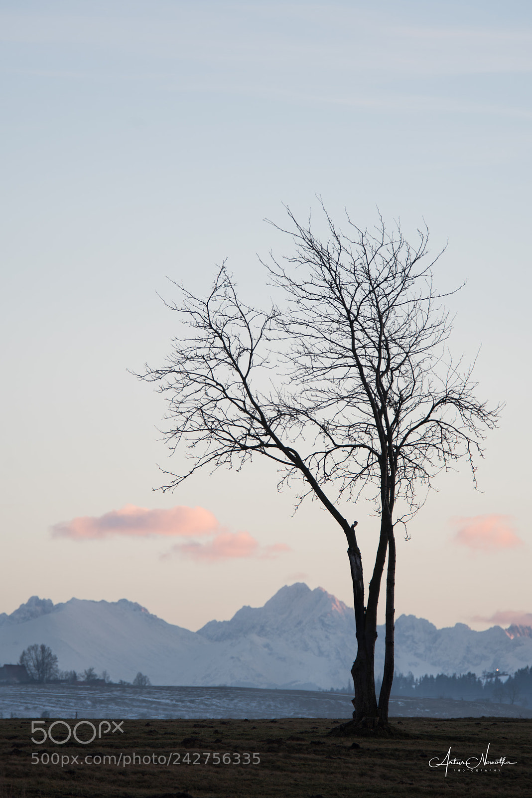 Nikon D810 sample photo. Mountains and lonely tree photography