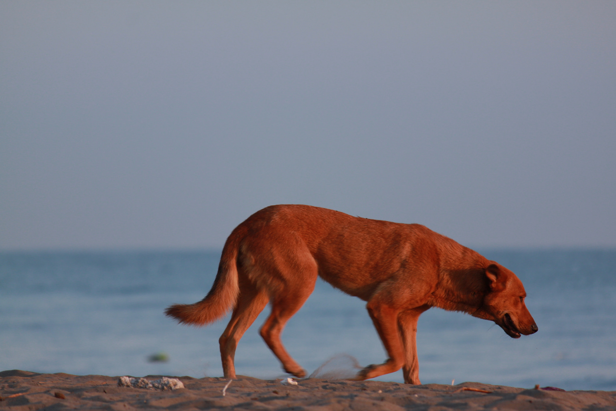 Canon EF-S 55-250mm F4-5.6 IS sample photo. Untitled photography