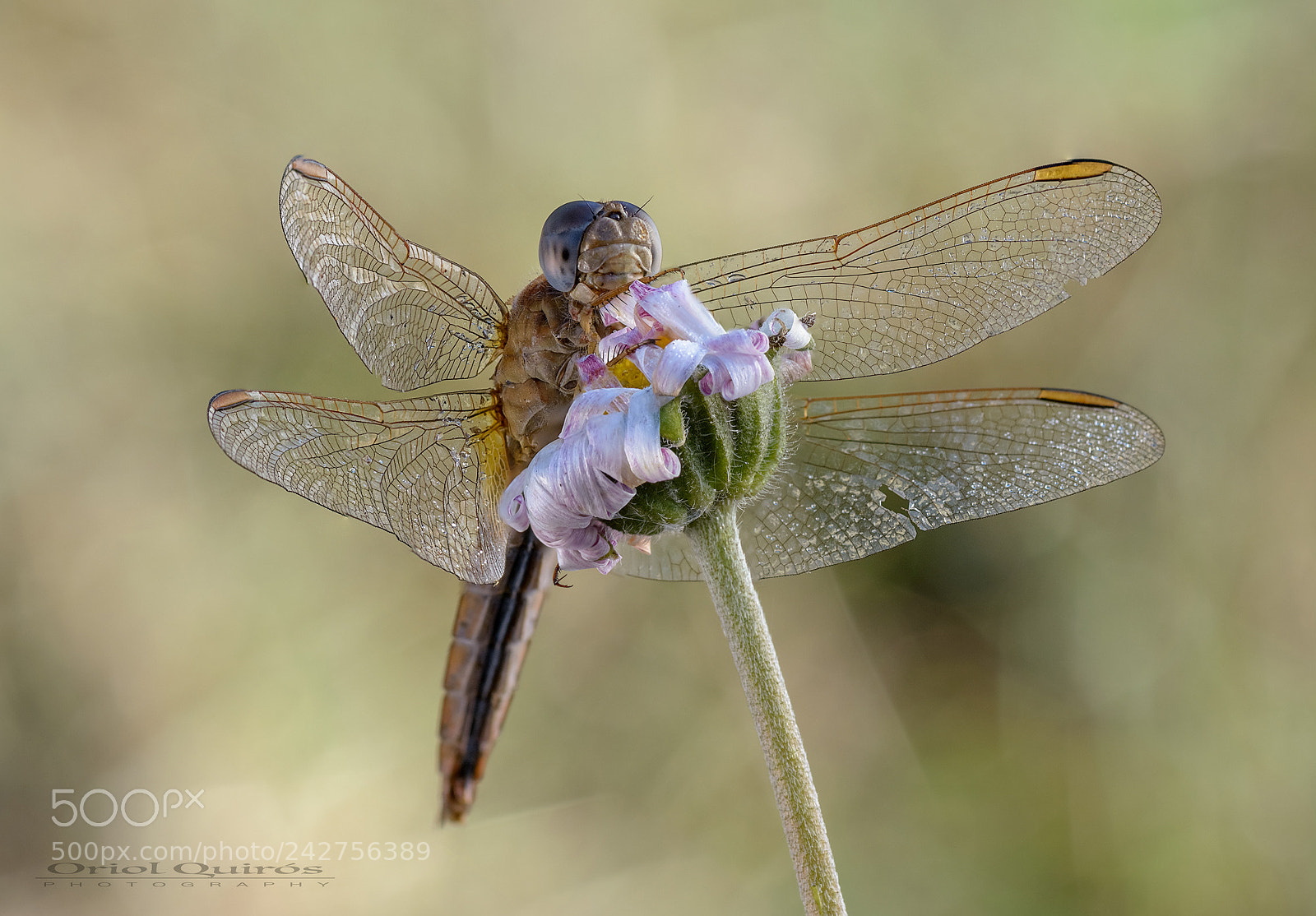 Nikon D7100 sample photo. Crocothemis erythraea photography