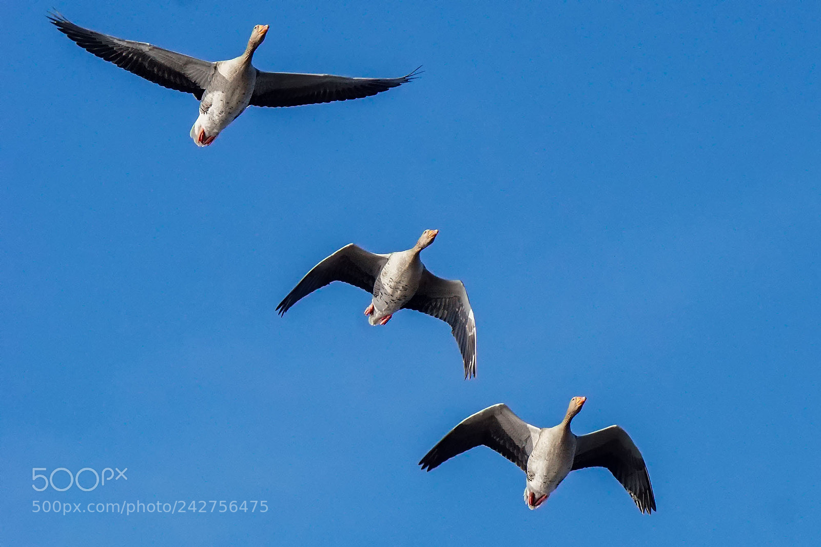 Sony ILCA-77M2 sample photo. Greylag goose photography