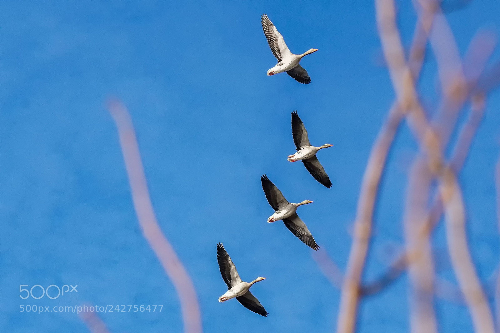 Sony ILCA-77M2 sample photo. Greylag goose photography