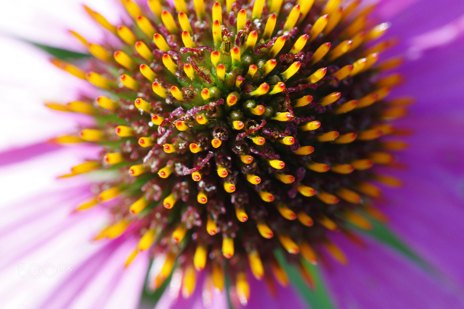 Pentax K-3 II sample photo. Echinacea purpurea - détail photography