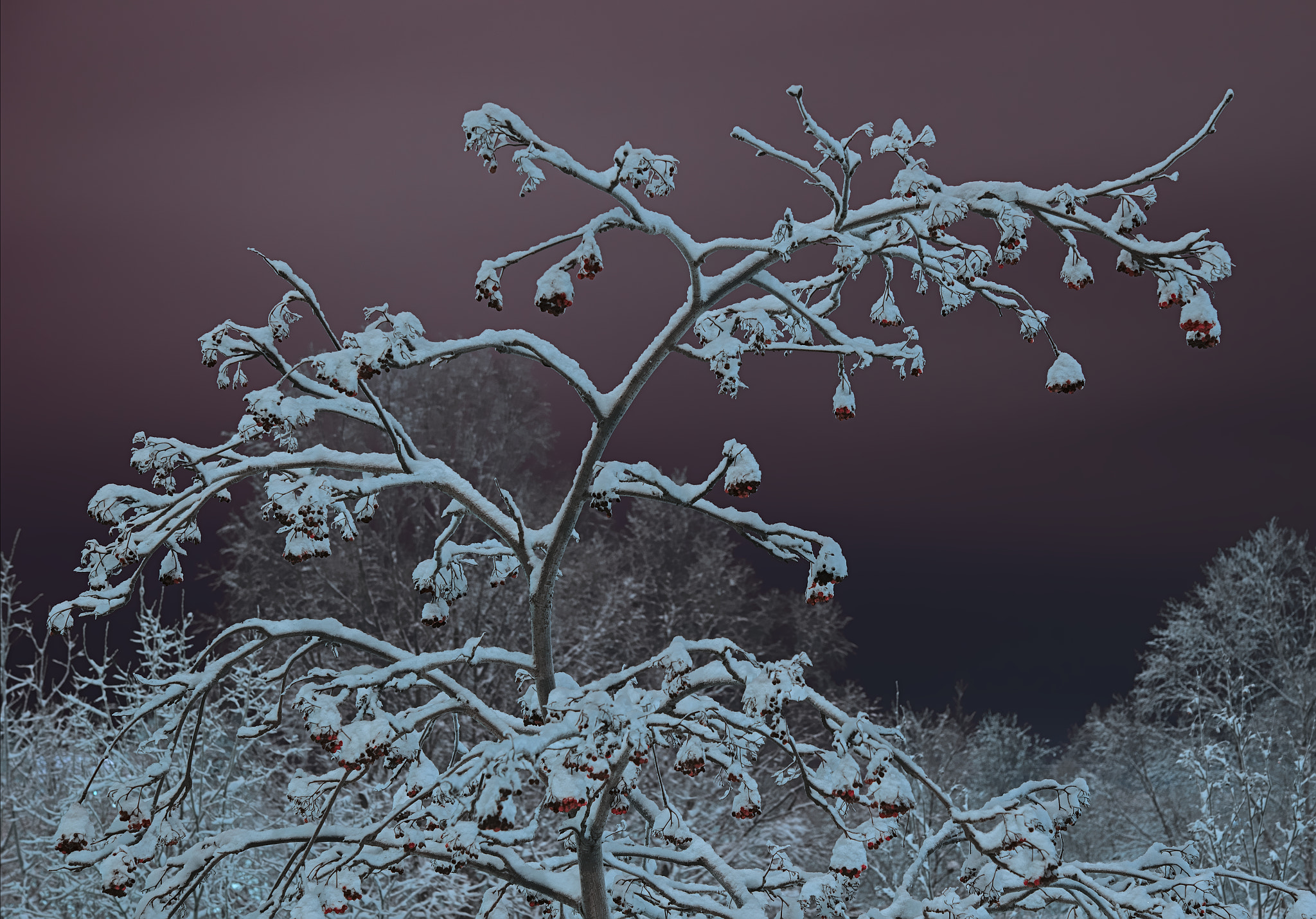 Nikon D610 + Nikon AF-S Micro-Nikkor 60mm F2.8G ED sample photo. The rowan at polar night from my window photography