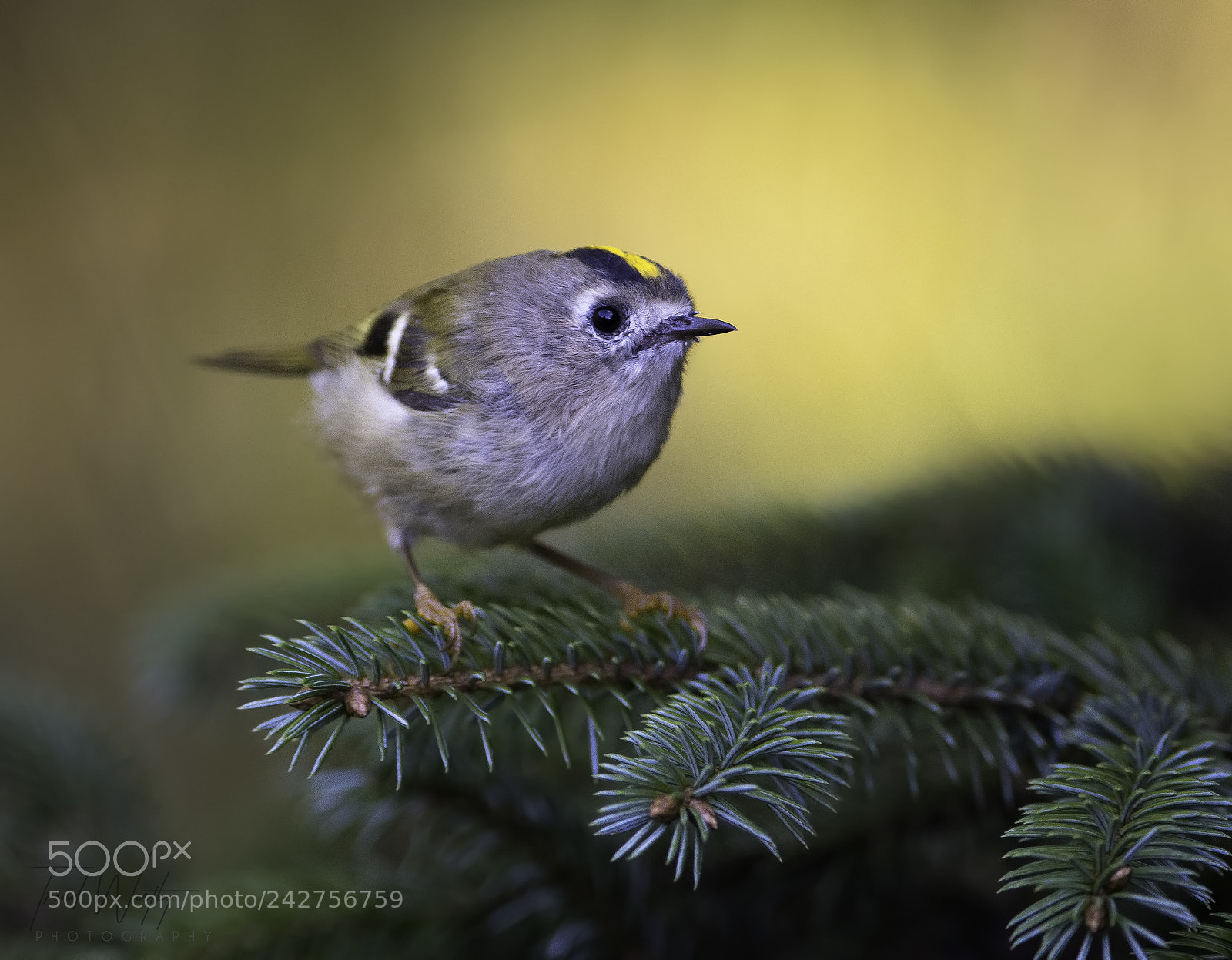 Nikon D500 sample photo. Goldcrest photography