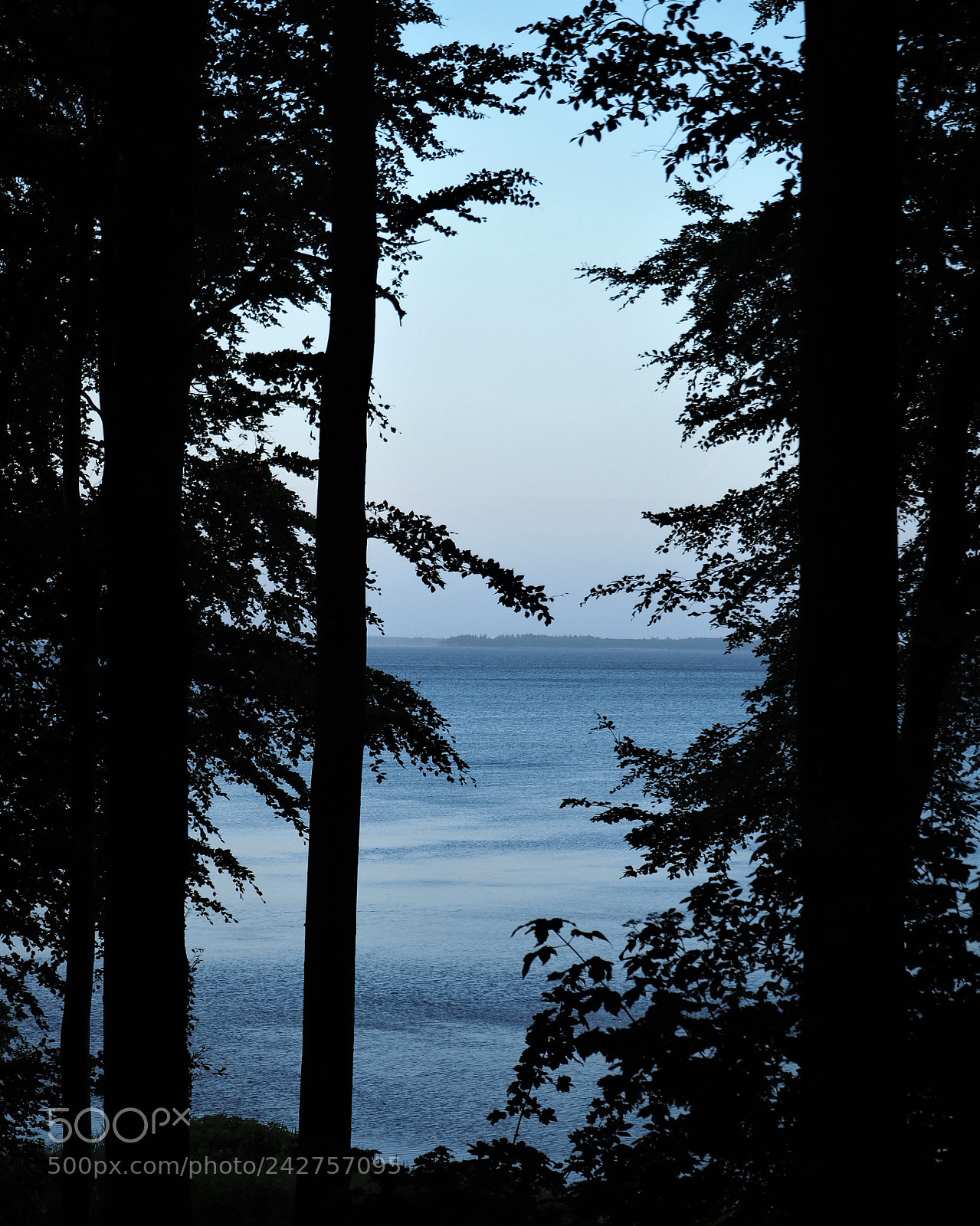 Olympus OM-D E-M10 sample photo. Trees by the fjord photography