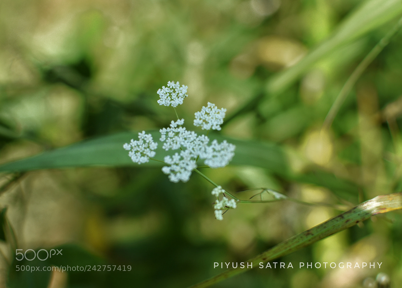 Nikon D5500 sample photo. Flower photography