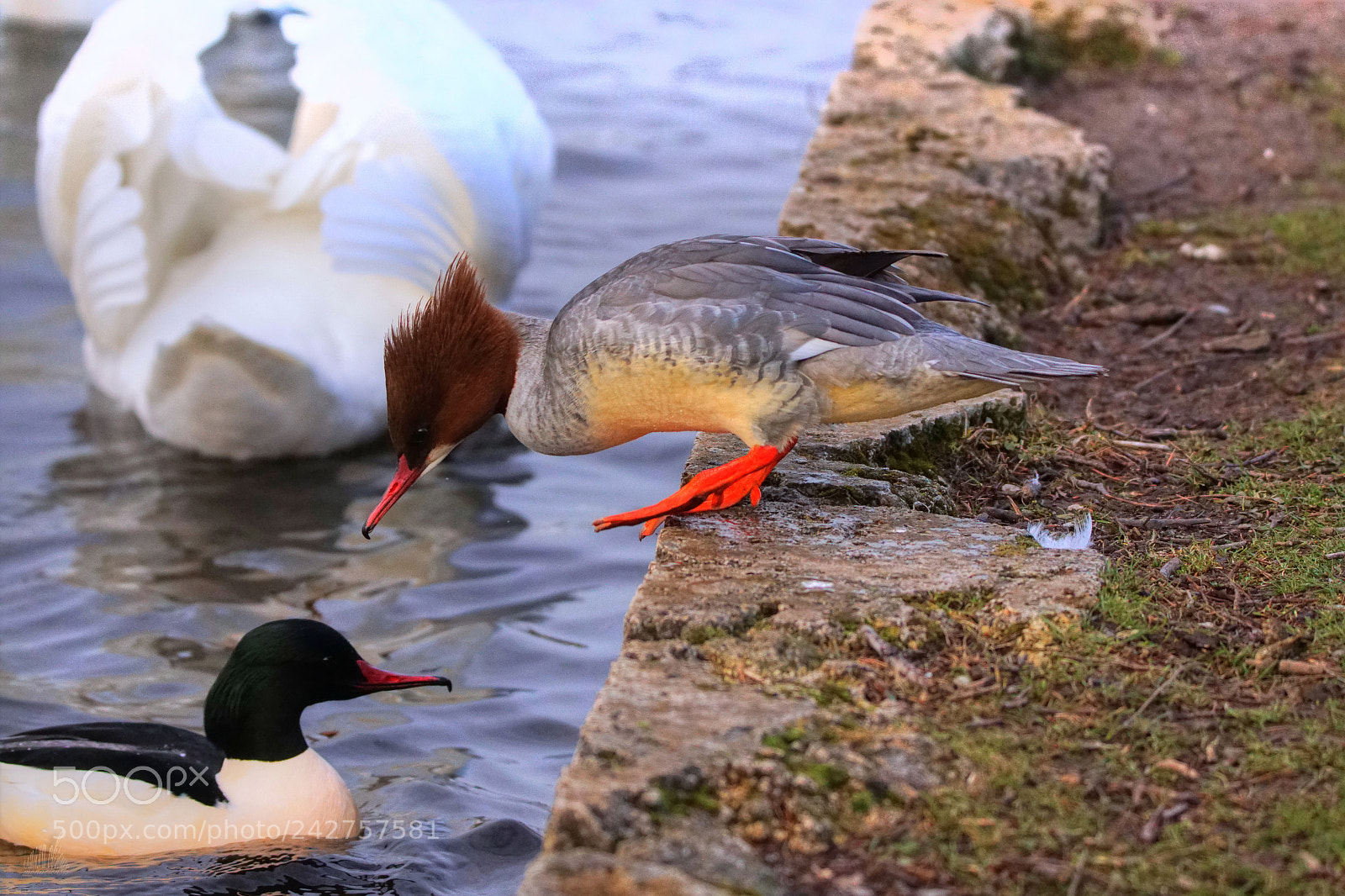 Sony ILCA-77M2 sample photo. Shall i? photography