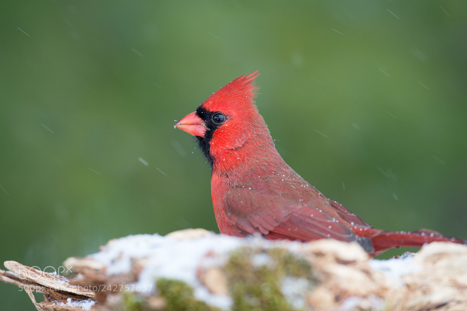 Nikon D4 sample photo. Cardinal rouge / northern cardinal photography