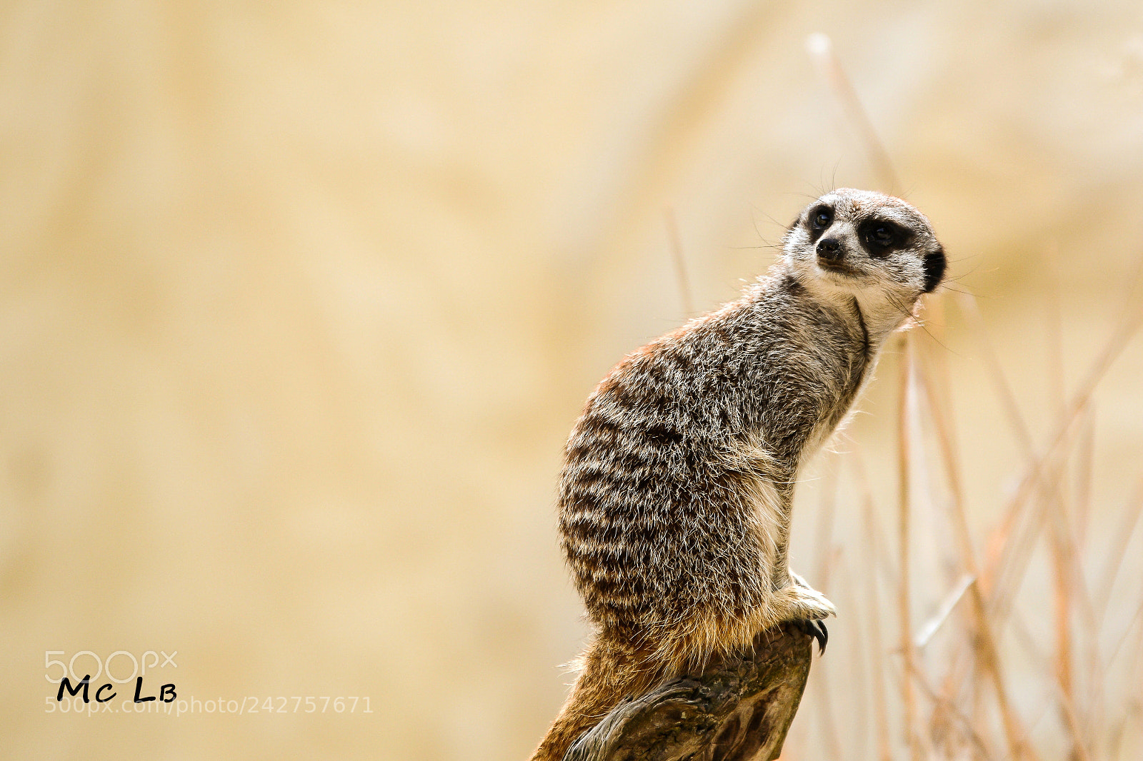Nikon D7100 sample photo. Suricate photography