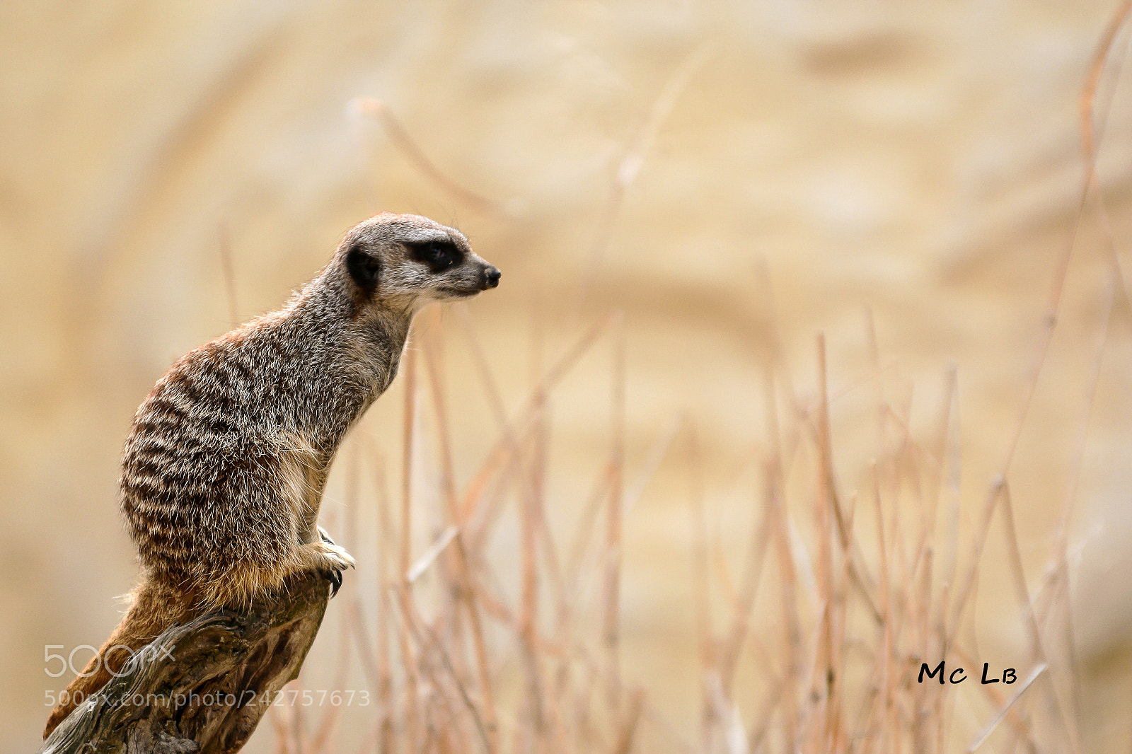 Nikon D7100 sample photo. Suricate photography