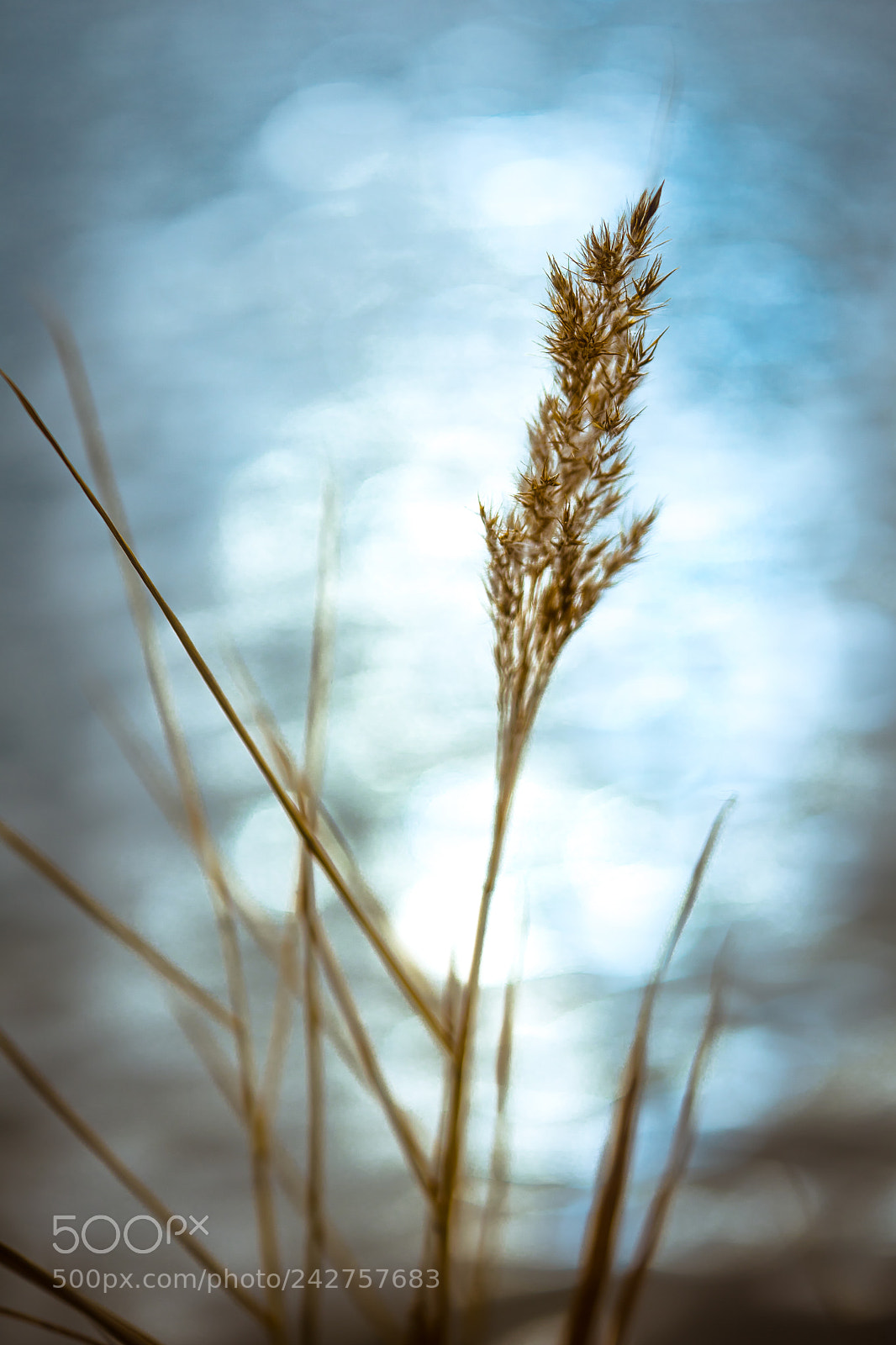 Sony a7 II sample photo. Reed photography