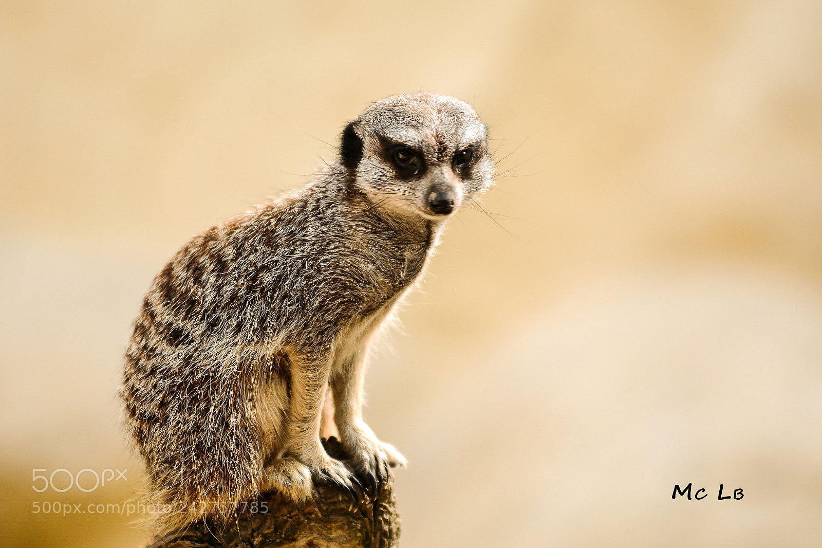 Nikon D7100 sample photo. Suricate photography