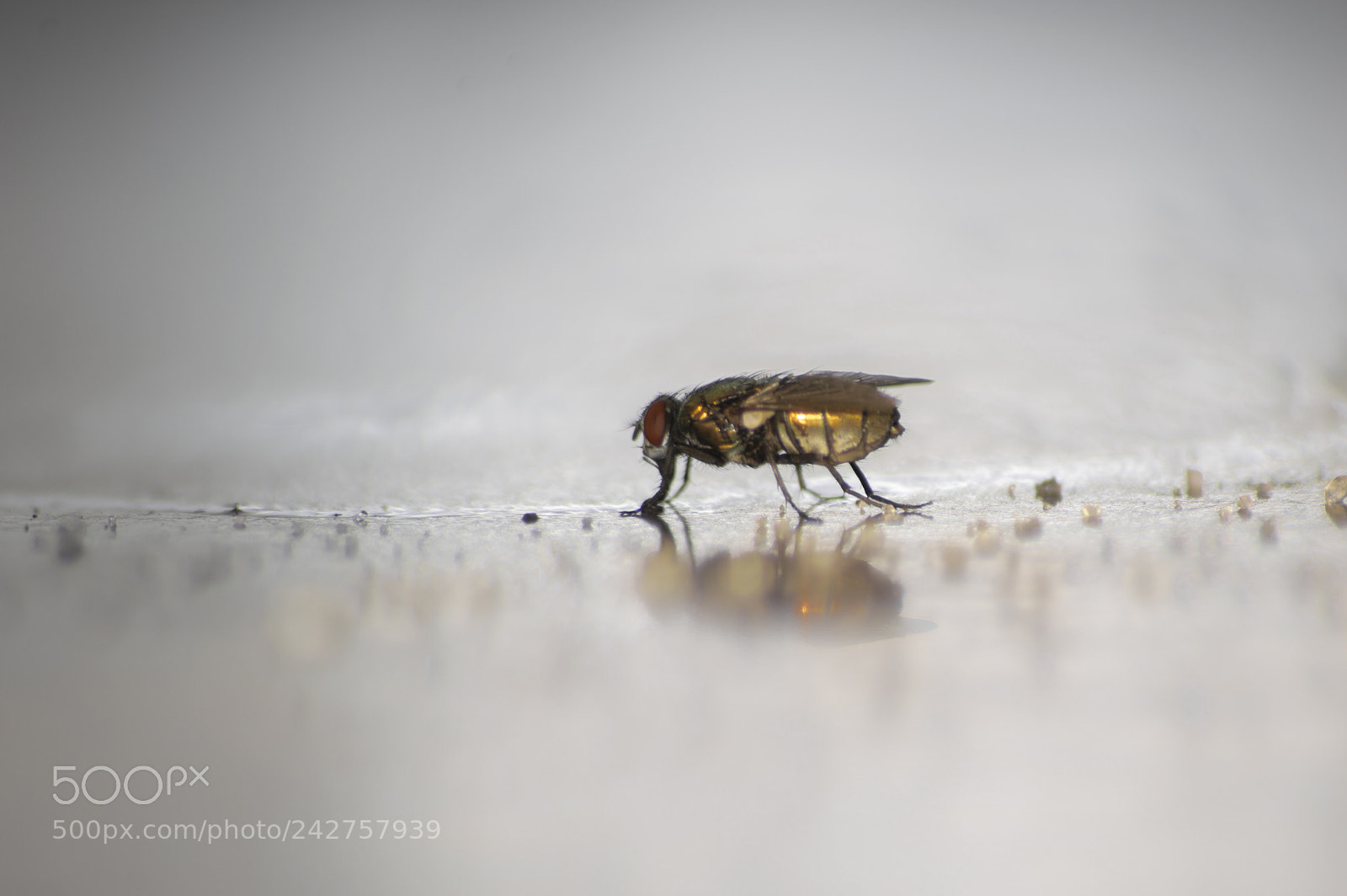 Nikon D3200 sample photo. The house fly photography